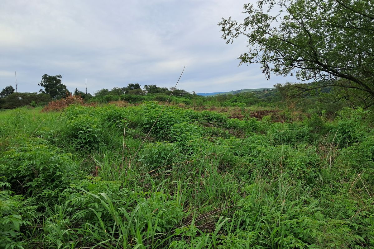 A view of an undeveloped commercial land plot featuring natural vegetation and open space.