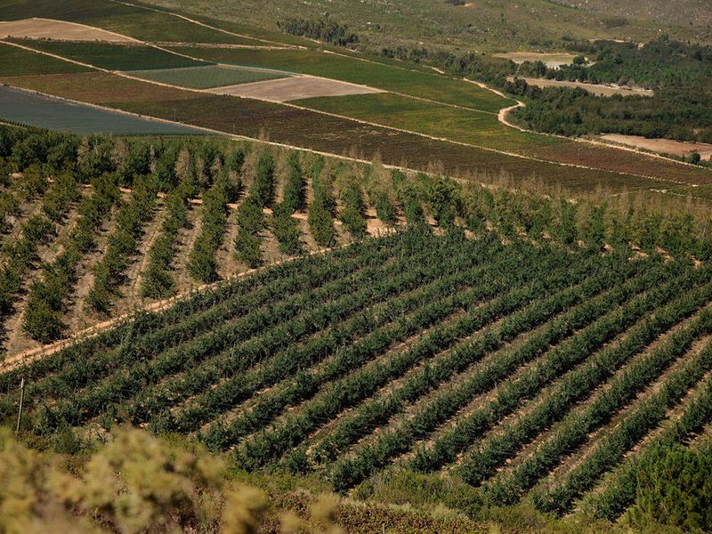 An Iconic Water-Rich Estate in the Heart of the Breede River Valley - Photo 3