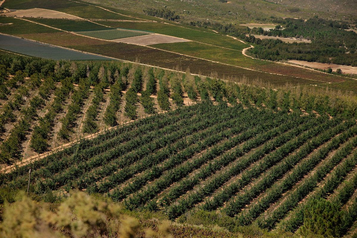An Iconic Water-Rich Estate in the Heart of the Breede River Valley - Photo 3