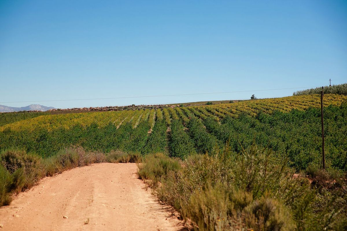 An Iconic Water-Rich Estate in the Heart of the Breede River Valley - Photo 5