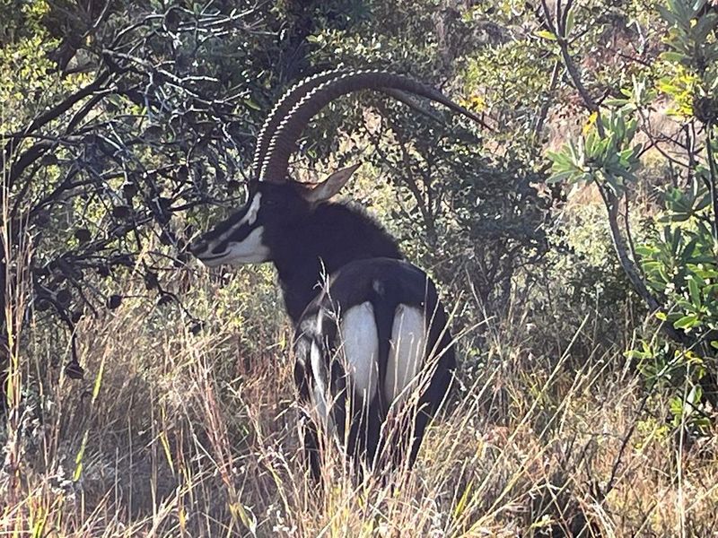 850 ha Fully Developed Game Farm for Sale | Turn-Key Wildlife & Hunting Operation | Swartruggens NW - Photo 10