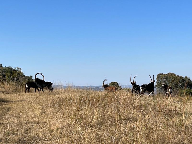 850 ha Fully Developed Game Farm for Sale | Turn-Key Wildlife & Hunting Operation | Swartruggens NW - Photo 9