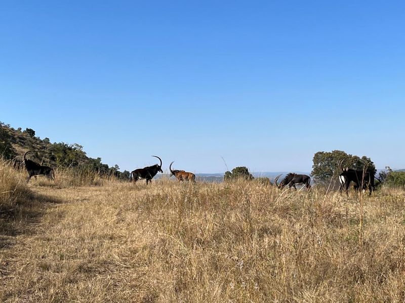 850 ha Fully Developed Game Farm for Sale | Turn-Key Wildlife & Hunting Operation | Swartruggens NW - Photo 8