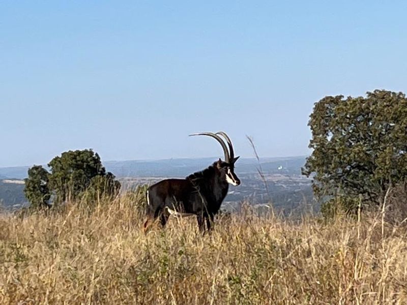 850 ha Fully Developed Game Farm for Sale | Turn-Key Wildlife & Hunting Operation | Swartruggens NW - Photo 3