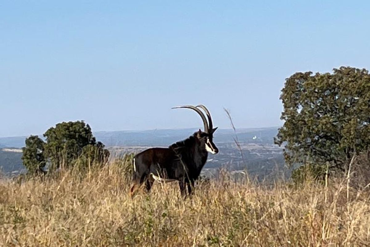 850 ha Fully Developed Game Farm for Sale | Turn-Key Wildlife & Hunting Operation | Swartruggens NW - Photo 3