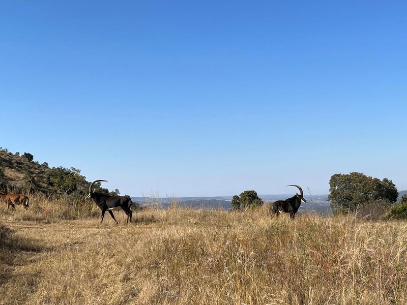 850 ha Fully Developed Game Farm for Sale | Turn-Key Wildlife & Hunting Operation | Swartruggens NW - Photo 7