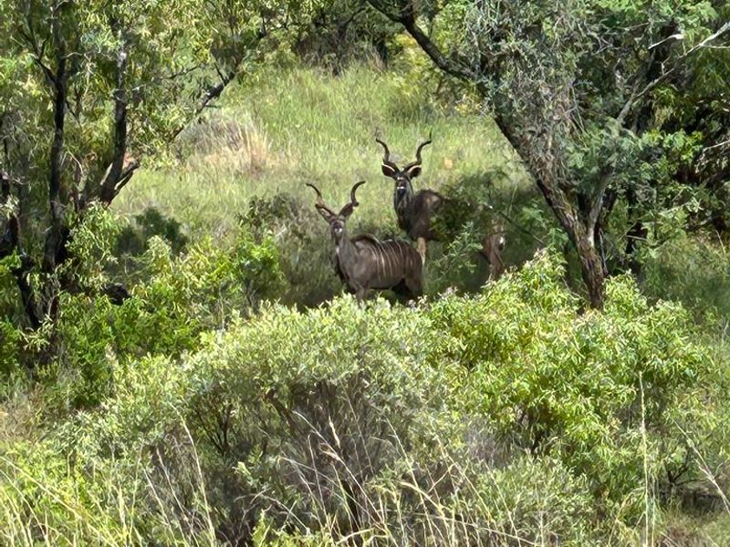 850 ha Fully Developed Game Farm for Sale | Turn-Key Wildlife & Hunting Operation | Swartruggens NW - Photo 4