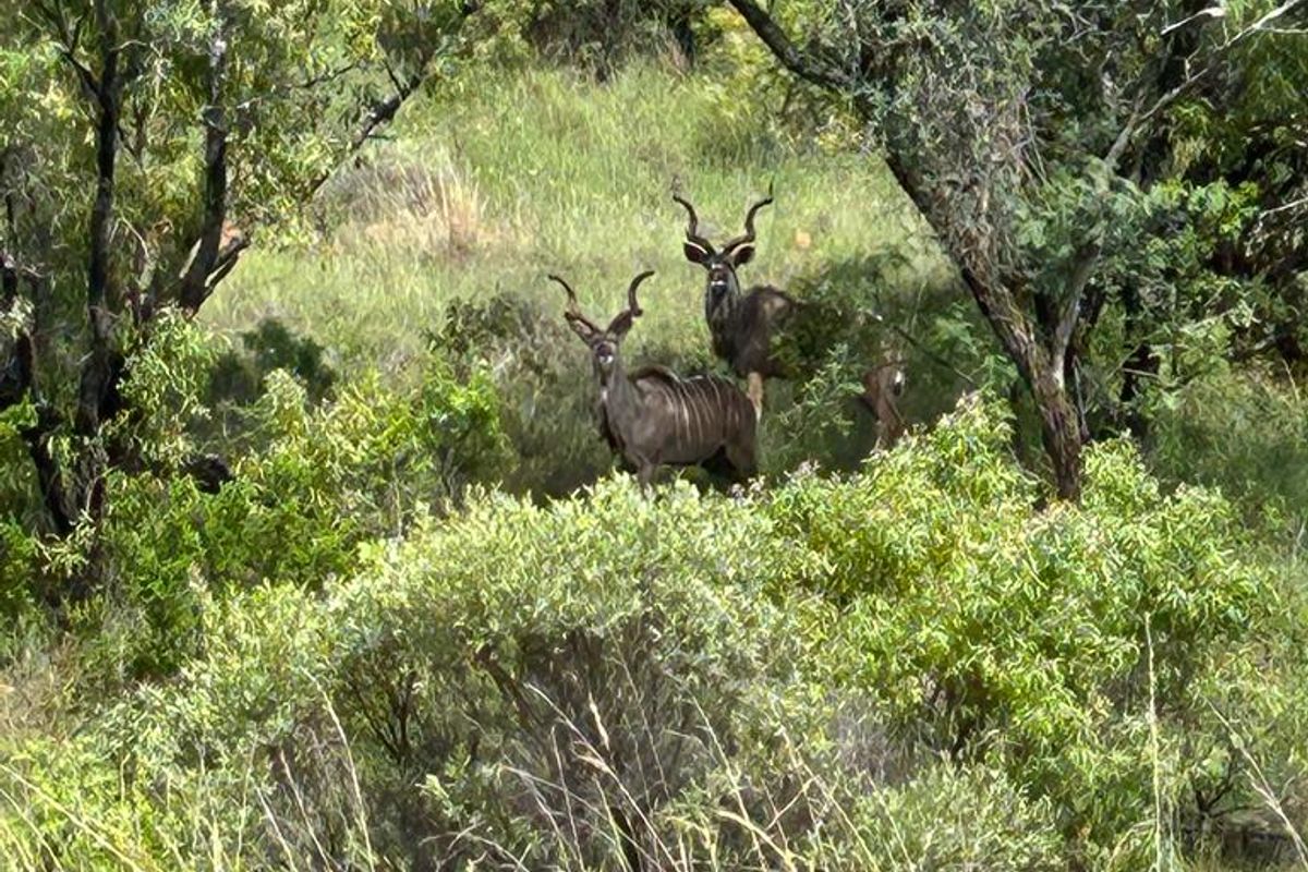 850 ha Fully Developed Game Farm for Sale | Turn-Key Wildlife & Hunting Operation | Swartruggens NW - Photo 4