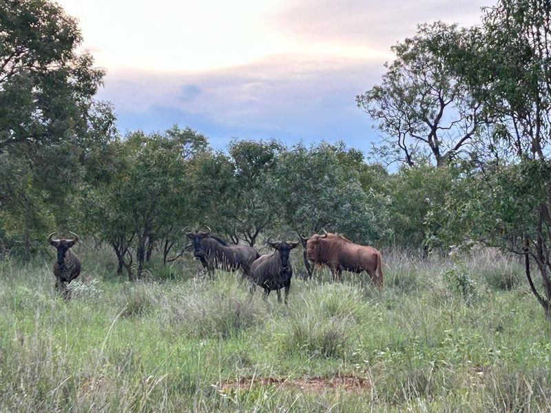 850 ha Fully Developed Game Farm for Sale | Turn-Key Wildlife & Hunting Operation | Swartruggens NW - Photo 5