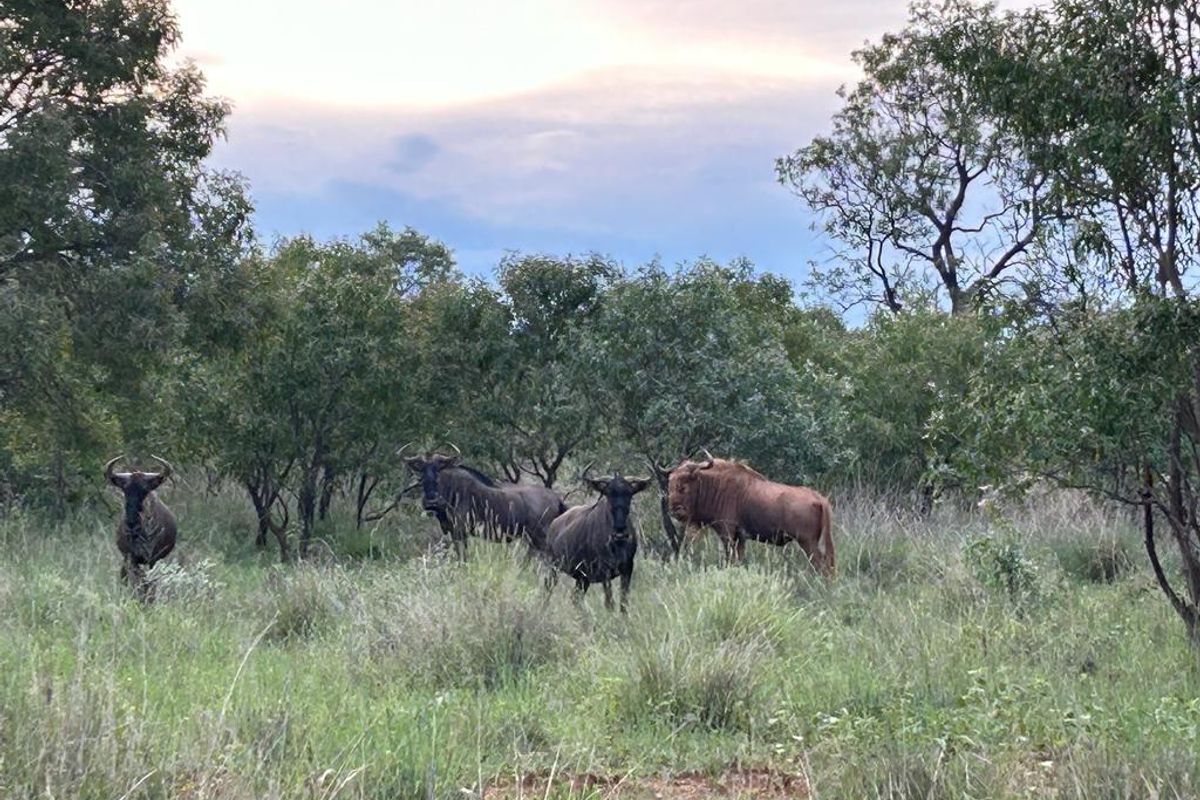 850 ha Fully Developed Game Farm for Sale | Turn-Key Wildlife & Hunting Operation | Swartruggens NW - Photo 5