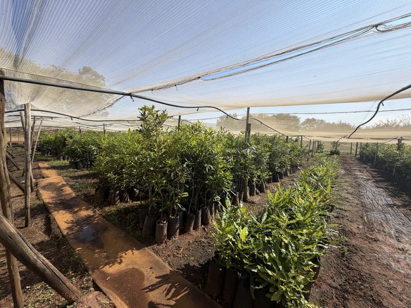 Prime Industrial Property with Established Macadamia Nursery For sale , in Louis trichardt - Photo 2