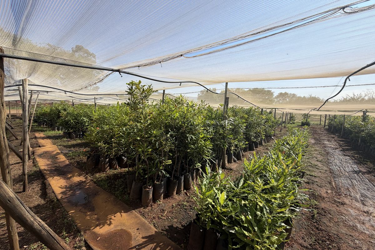Prime Industrial Property with Established Macadamia Nursery For sale , in Louis trichardt - Photo 2