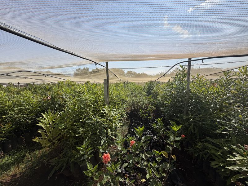 Prime Industrial Property with Established Macadamia Nursery For sale , in Louis trichardt - Photo 3