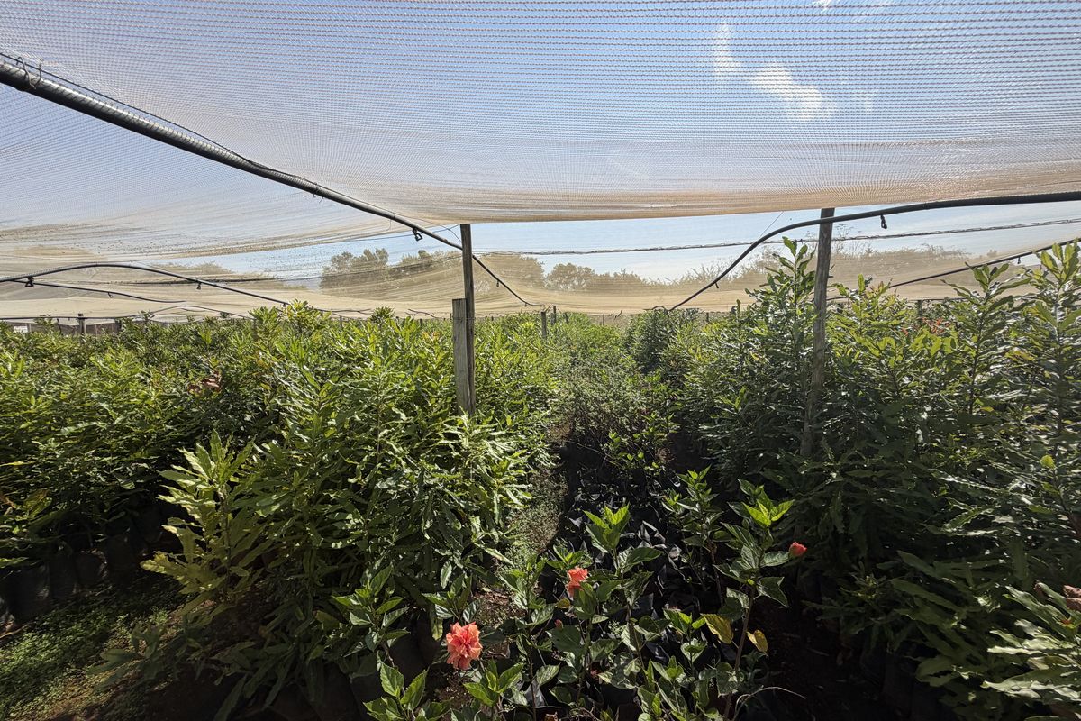 Prime Industrial Property with Established Macadamia Nursery For sale , in Louis trichardt - Photo 3