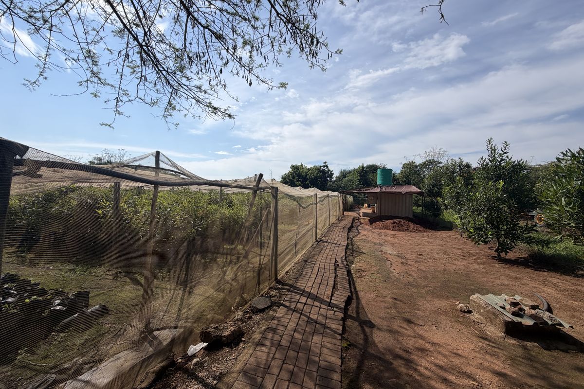 Prime Industrial Property with Established Macadamia Nursery For sale , in Louis trichardt - Photo 4