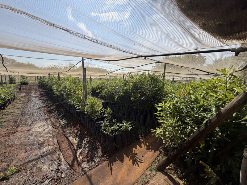 Prime Industrial Property with Established Macadamia Nursery For sale , in Louis trichardt - Photo 5