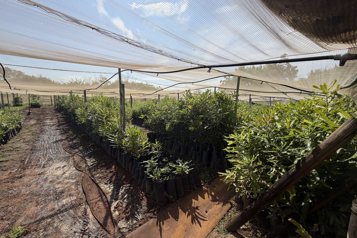 Prime Industrial Property with Established Macadamia Nursery For sale , in Louis trichardt - Photo 5