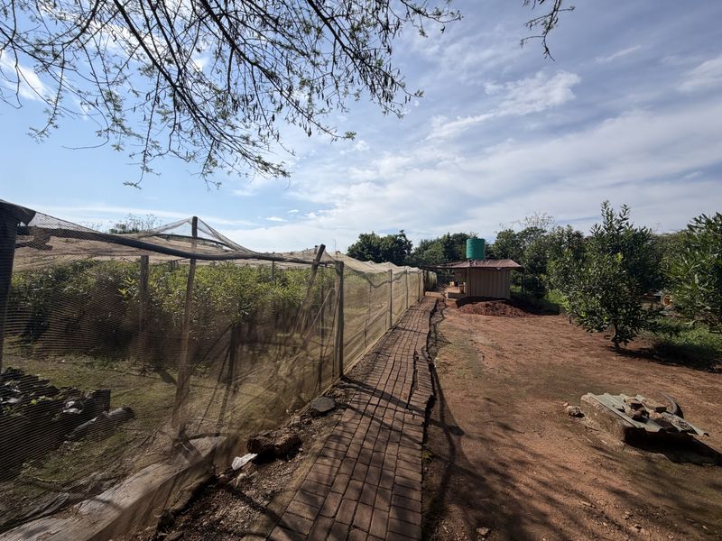 Prime Industrial Property with Established Macadamia Nursery For sale , in Louis trichardt - Photo 9