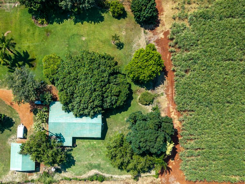 Stunning Sugarcane Production Farm in the Malelane Area - Photo 5