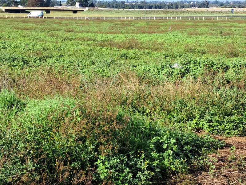 3.4 Ha Small farm FOR SALE in Delmas area - Photo 10