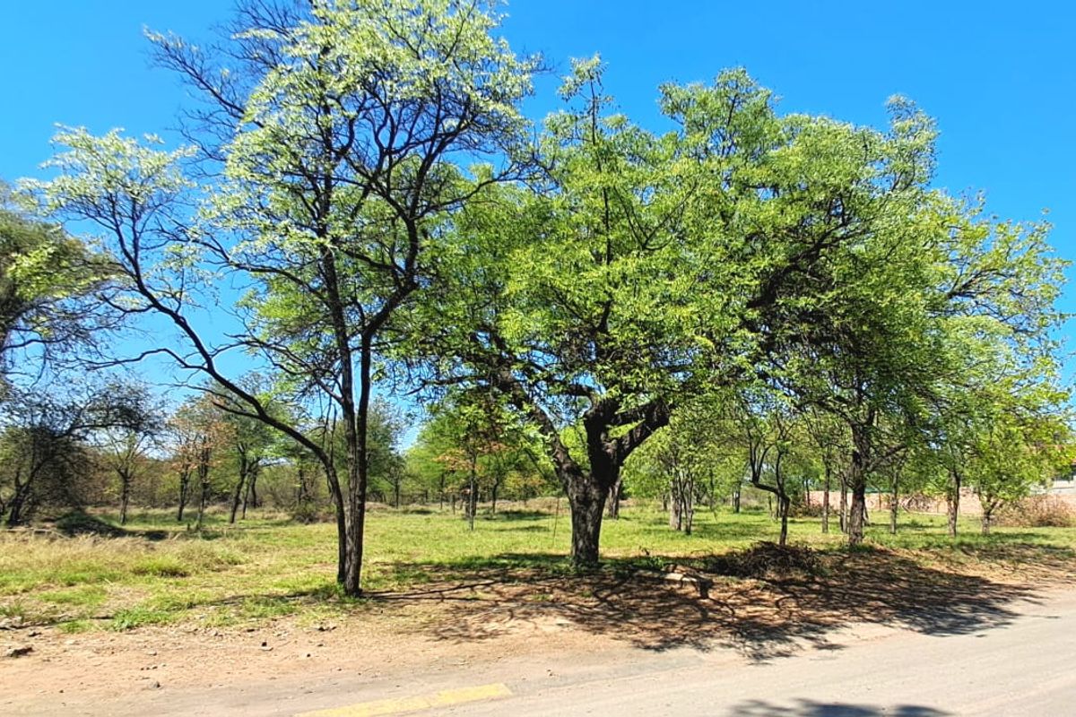 A view of a vacant commercial land plot featuring mature trees and open grass area adjacent to a paved road.