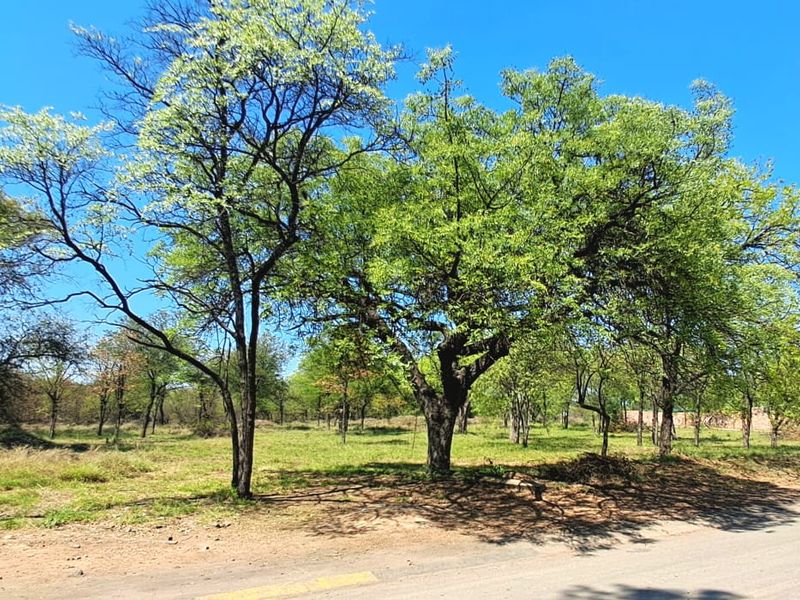A view of a vacant commercial land plot featuring mature trees and open grass area adjacent to a paved road.
