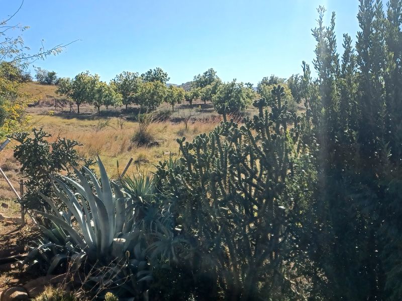 Upmarket sheep and pecan nut farm for sale in Igogo - Photo 6