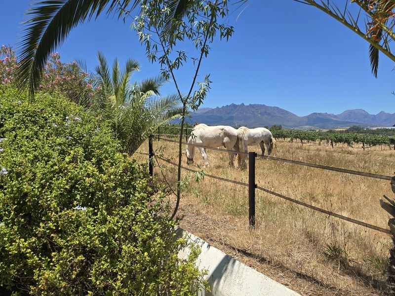 Versatile smallholding outside Wellington for sale - Photo 8