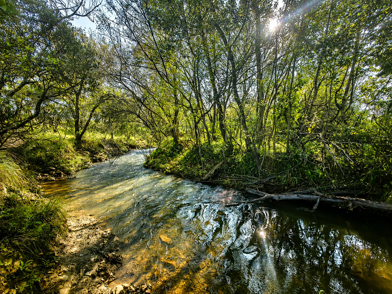 A scenic view of a natural stream flowing through a lush, wooded area on the farm property.