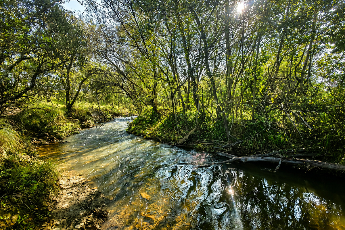 A scenic view of a natural stream flowing through a lush, wooded area on the farm property.