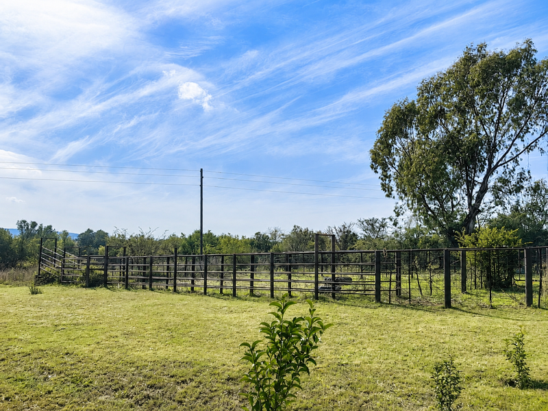 A wide view of a farm paddock featuring established trees and functional metal livestock fencing under a clear blue sky.
