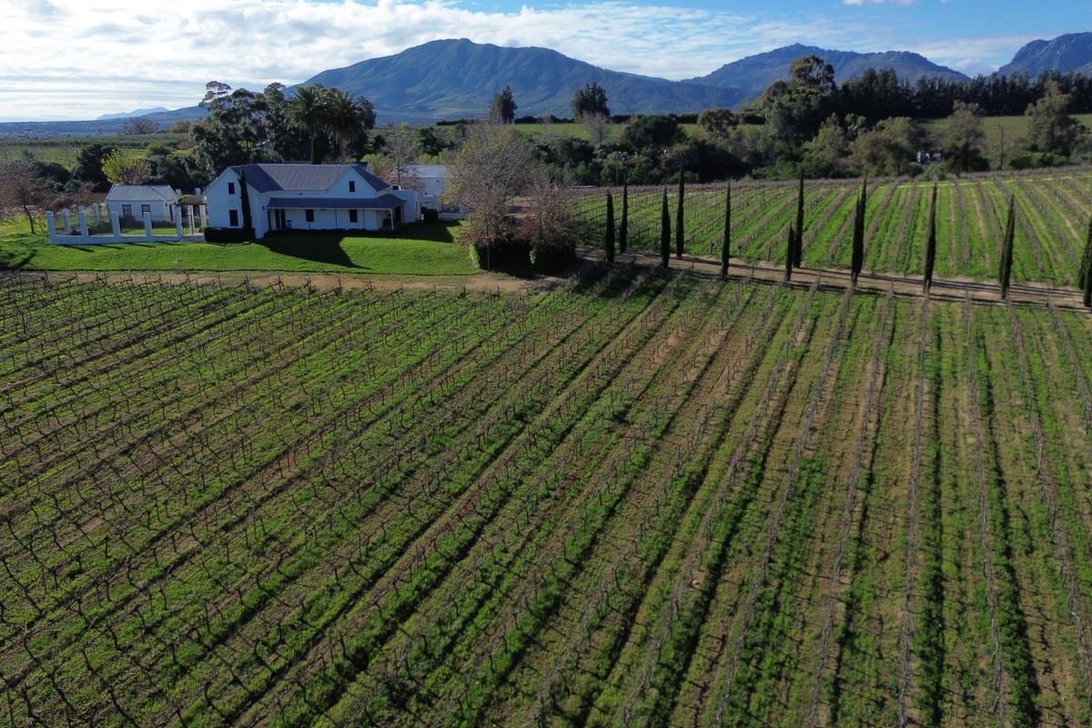 Aerial view of a farm property featuring extensive vineyards, a main farmhouse, and a tree-lined driveway set against a mountain backdrop.