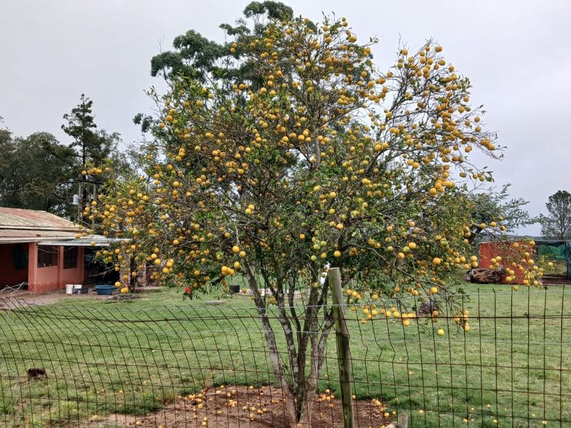 A view of a farm garden featuring a mature citrus tree, wire fencing, and a glimpse of the main dwelling with a corrugated metal roof.