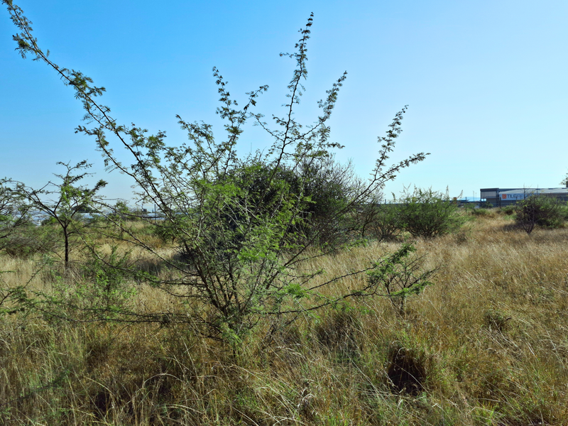 A view of a vacant commercial land plot featuring natural vegetation and dry grass, suitable for future development.