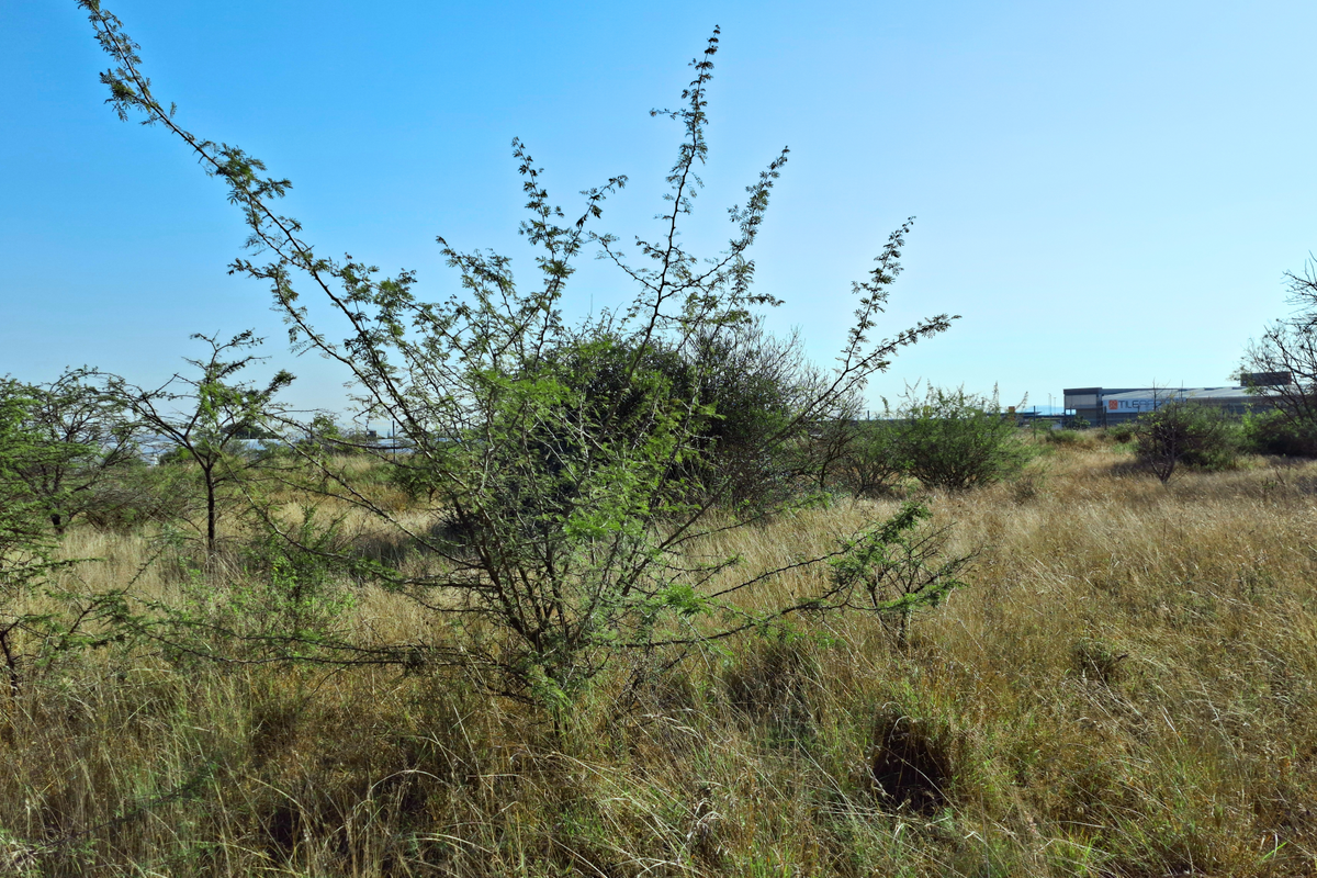 A view of a vacant commercial land plot featuring natural vegetation and dry grass, suitable for future development.