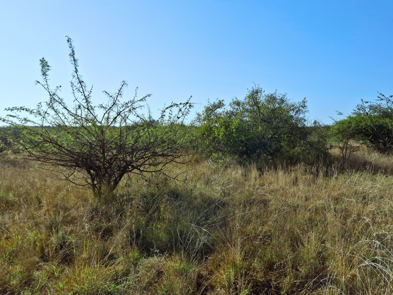 An open, undeveloped commercial land plot featuring natural grassland and native shrubbery under a clear blue sky.