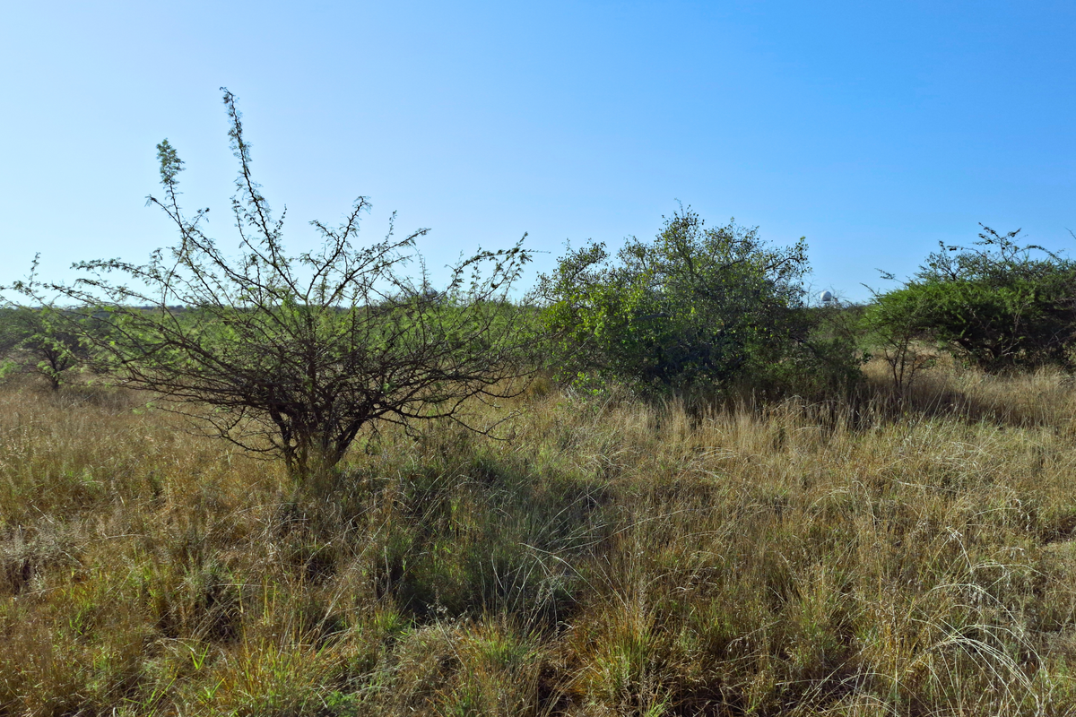 An open, undeveloped commercial land plot featuring natural grassland and native shrubbery under a clear blue sky.