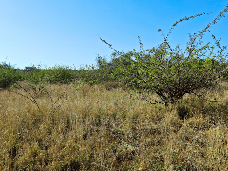 An expansive view of undeveloped commercial land featuring natural grassland and native shrubbery under a clear blue sky.