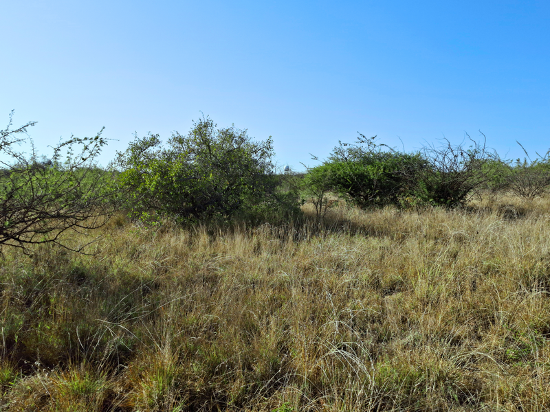 A view of an undeveloped commercial land plot featuring native grasses and scattered shrubs under a clear blue sky.