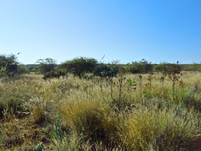 A view of the vacant commercial land featuring natural grassland and native vegetation under a clear blue sky.