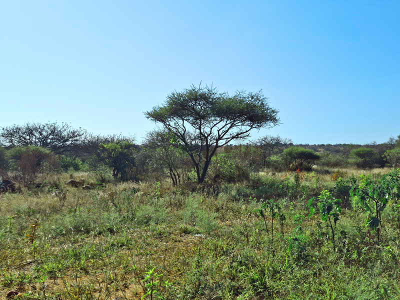 A view of undeveloped vacant land featuring natural indigenous vegetation and scattered trees under a clear blue sky.