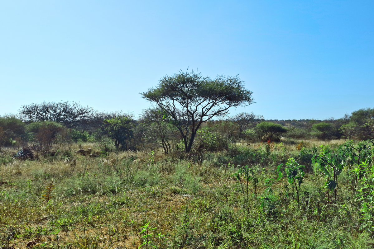 A view of undeveloped vacant land featuring natural indigenous vegetation and scattered trees under a clear blue sky.