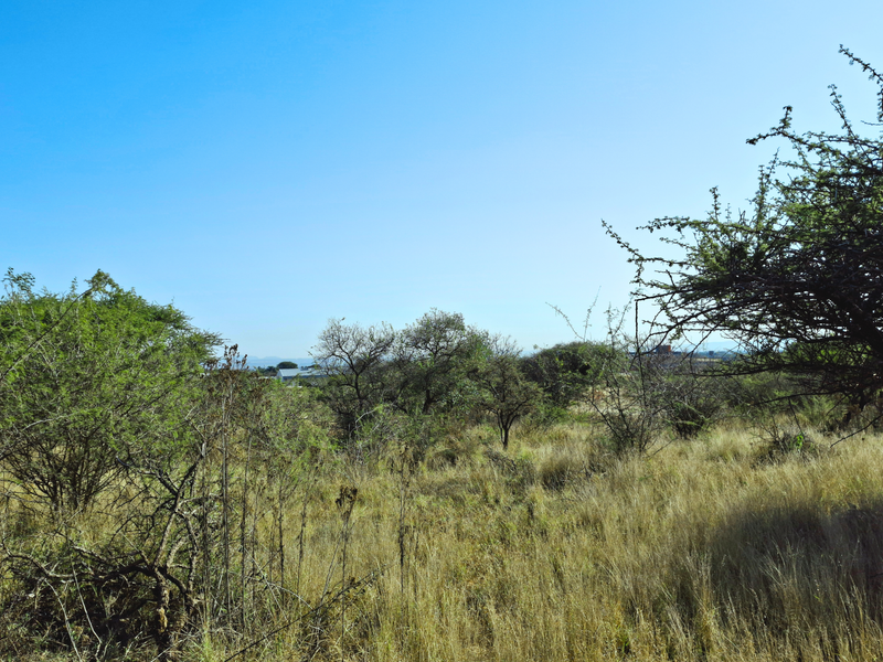 An open view of undeveloped commercial land featuring native trees and natural grassland vegetation.
