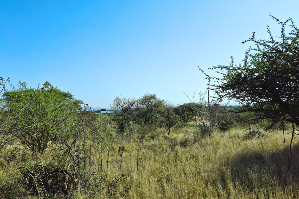 An open view of undeveloped commercial land featuring native trees and natural grassland vegetation.
