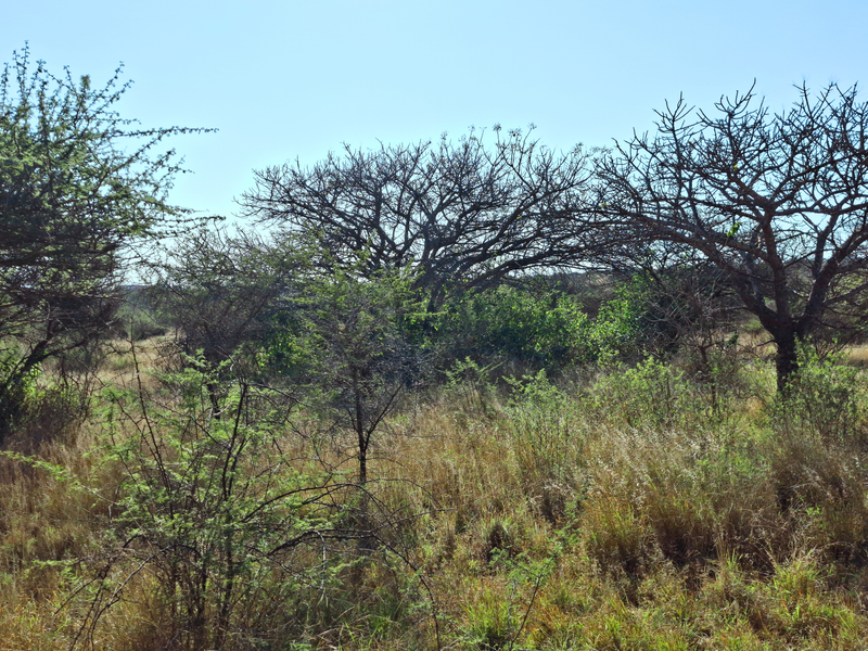 A view of the vacant commercial land featuring natural vegetation and mature trees across the property.