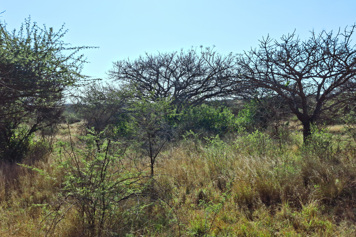 A view of the vacant commercial land featuring natural vegetation and mature trees across the property.