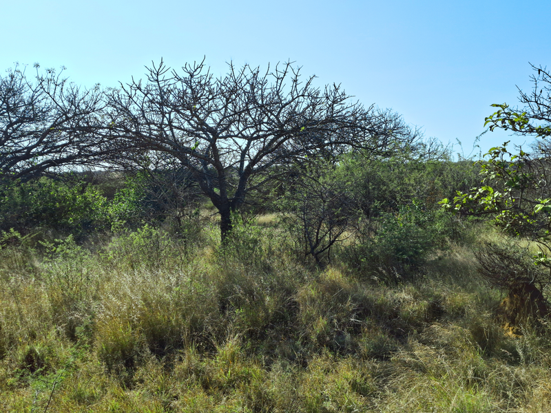 A view of the undeveloped land featuring natural vegetation and indigenous trees, suitable for commercial development.