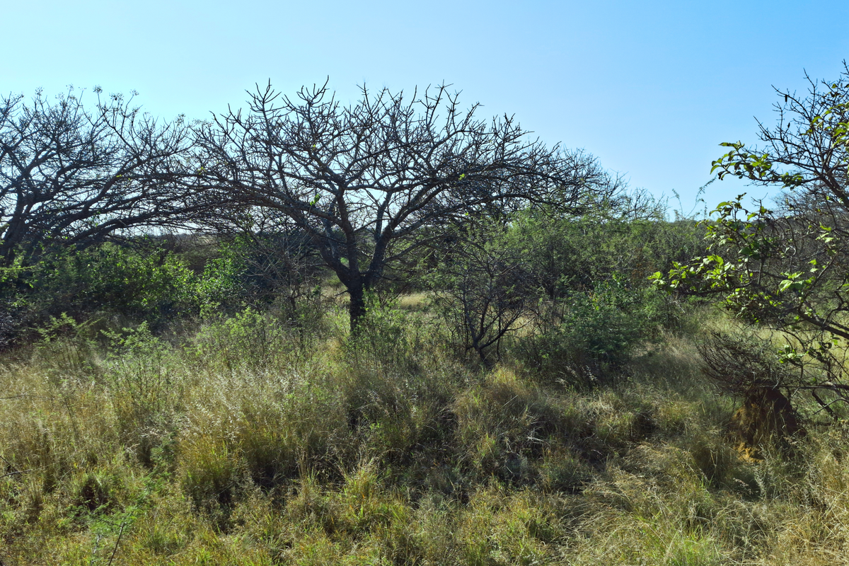A view of the undeveloped land featuring natural vegetation and indigenous trees, suitable for commercial development.
