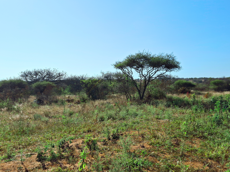 A view of the undeveloped commercial land featuring natural vegetation and indigenous trees under a clear blue sky.