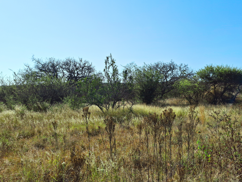 A view of the undeveloped commercial land featuring natural grassland and native shrubbery under a clear blue sky.